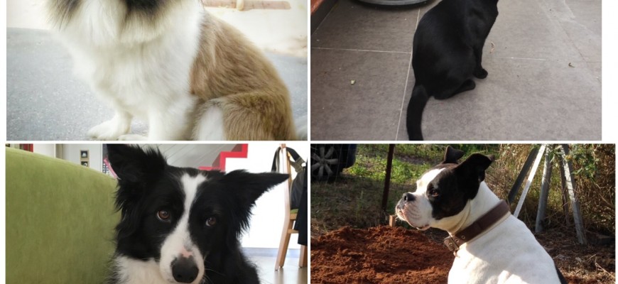 שיר על משפחה וחיות אחרות